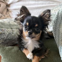 Chihuahua All Grown Up from Tenderheart Chihuahuas