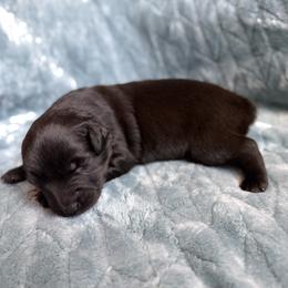 Lumi - Black female Australian Shepherd puppy in Oxford, Florida from SoCo Aussies