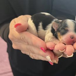 Girl 1 - Black tan and white female Biewer Terrier puppy in Chester, South Carolina from Classic Biewers