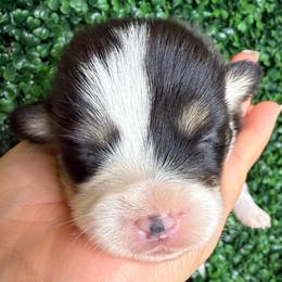 Female tricolor - White and black female Pembroke Welsh Corgi puppy in Glendale, Arizona from CorgiholicsAz