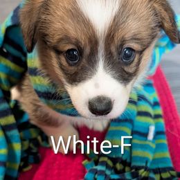 White - Sable female Pembroke Welsh Corgi puppy in Berkeley Springs, West Virginia from Hummingbird Farm