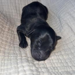 Solid Black Male - Black and white male Aussiedoodle puppy in Angola, Indiana from Classic City Doodles