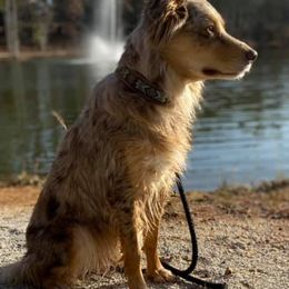 Aussiedoodles and Miniature Australian Shepherds from Double E Doodles