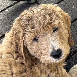 Goldendoodle Puppies from Doodlesoflove