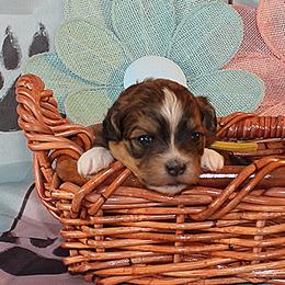Patriot - Red sable male Havanese puppy in Salt Lake City, Utah from Steal Your Heart Havanese