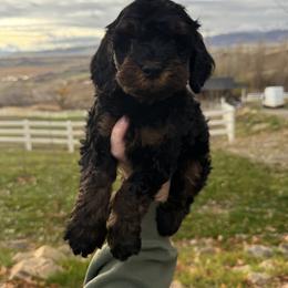 English Springer Spaniel, Poodle, and Springerdoodle Puppies from Little Mountain Springers, Springerdoodles & Poodles