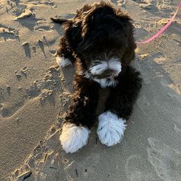 Whoodle Puppies from RockyRiverPups