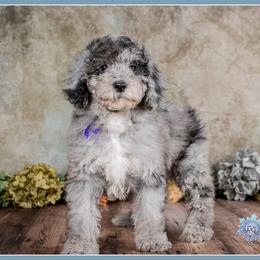 Grace - Merle female Bernedoodle puppy in Connersville, Indiana from Deaz Doodle Ranch