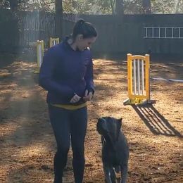 Cane Corso from Garmr Cane Corso