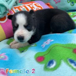 Siberian Husky Puppies from Siberian Huskies-Beckham the Great