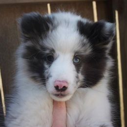 Shetland Sheepdog Puppies from Luxe Shetland Sheepdogs