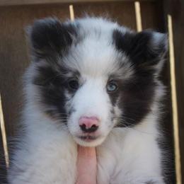 Shetland Sheepdog Puppies from Luxe Shetland Sheepdogs