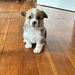 Badger - Fawn male Pembroke Welsh Corgi puppy in Northampton, Massachusetts from Lola’s Corgis