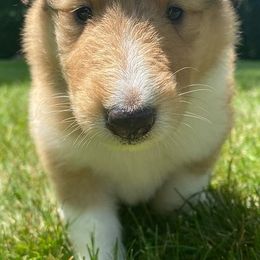 Collies from Mama Mia Collie