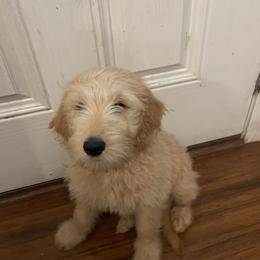 Scrappy Doo - Cream male Goldendoodle puppy in Louisburg, North Carolina from Lakes Golden Doodles