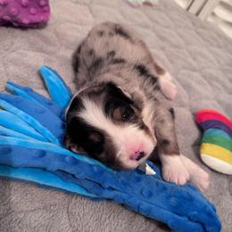 Patch - Blue merle male Miniature American Shepherd puppy in Weatherford, Texas from Paris Miniature Americans
