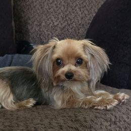 Alyssa - Yorkshire Terrier