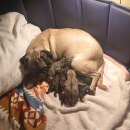 Pug Puppies from Kratos Legacy