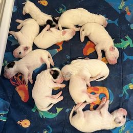 Girl 2 - Blue belton and tan (tri-color) female English Setter puppy in Windham, Connecticut from McFella’s Gun Dogs