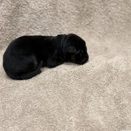 Black Collar - Black and red female German Shepherd puppy in Yelm, Washington from Squires Farm and Ranch, Vom Haus Squires