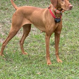Bella - Vizsla