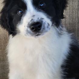 Australian Shepherd puppies from Pilot Hill Teddy Bear Puppies