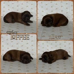 Toffee - Red male Shih Tzu puppy in Yelm, Washington from Lala's All Star Shih Tzu