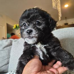 Maltipoo Puppies from Kirksey Texas Elite Maltidoodles