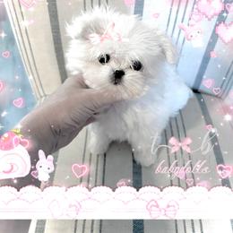 Maltese and Yorkshire Terrier Puppies from tatortot pup