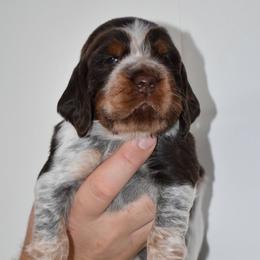 Jolene - Liver white and tan female English Springer Spaniel puppy in Chapmansboro, Tennessee from Balthrop Bend Farms