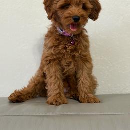 Boy 3 - Red  male Goldendoodle puppy in Sacramento, California from Goldendoodlesca