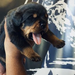 Rottweiler Puppies from MMG Rottweilers