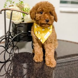 Bernedoodle and Goldendoodle Puppies from Florida Pumpkadoodles