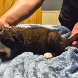 Girl 1 - Brown and white female Saint Bernard puppy in Clover, South Carolina from Sweetest Saints