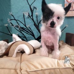 Chinese Crested Puppies from Crestie Charm Cottage