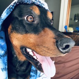 German Pinschers from Heather's German Pinscher Stud Dog