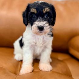Jane - Tri-color female Bernedoodle puppy in Dundee, Ohio from Down Home Doodle