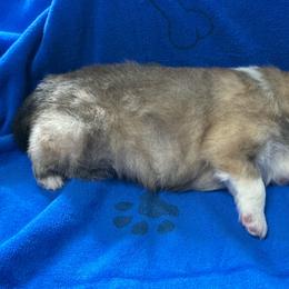 Boy 1 - Tri-colored male Pomeranian puppy in Decatur, Iowa from Lisa Greenhalgh