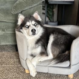Bristol - Pomsky