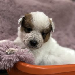 Girl 3 - Red speckled female Australian Cattle Dog puppy in Scurry, Texas from RedHorizon AKC Australian Cattle Dogs (Heelers)