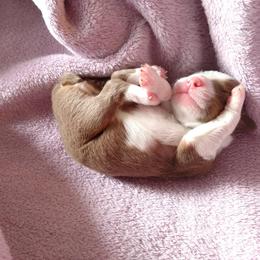 Australian Shepherd Puppies from Sakari Australian Shepherds