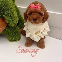 Snowy - Red  female Goldendoodle puppy in Buford, Georgia from Petite Posh Puppies