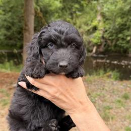 Aussiedoodle, Bordoodle, Goldendoodle, and Poodle Puppies from Korbella Farm
