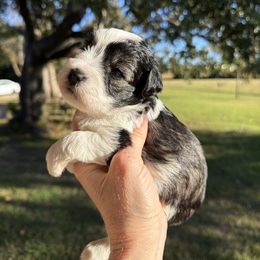 Patch - Black male Miniature Schnauzer puppy in Silver Creek, Mississippi from Mamie’s Minis, LLC