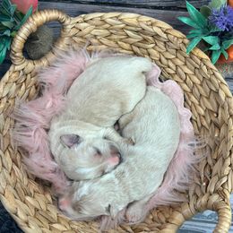 Aussiedoodle Puppies from Royal Paw Aussiedoodles