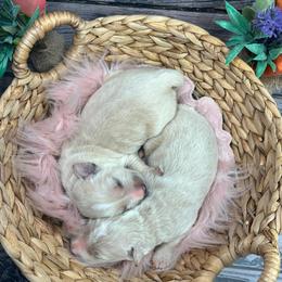 Aussiedoodle Puppies from Royal Paw Aussiedoodles