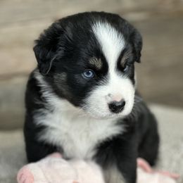 Miniature Australian Shepherd Puppies from Little Woods