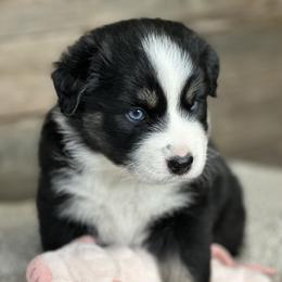 Miniature Australian Shepherd Puppies from Little Woods