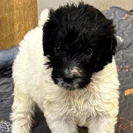 Dottie - female Newfypoo puppy in San Antonio, Texas from Mammoth Doodles