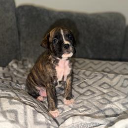 Boy 2 - Brindle male Boxer puppy in Prestonsburg, Kentucky from Bre’s Boxers